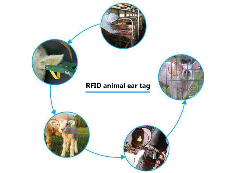 RFID teknolojisi hayvancılık yönetimi, bilimsel bir yönetim modeli sağlar